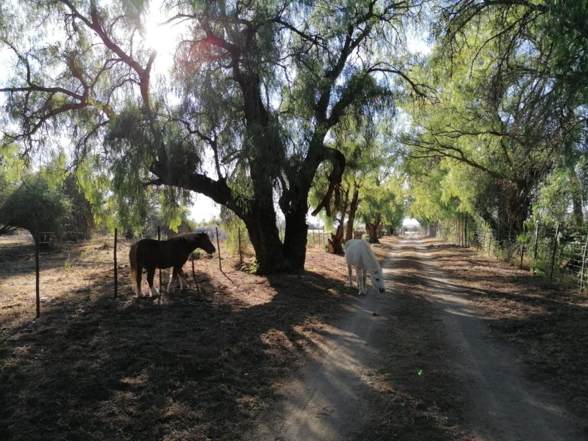 Doornfontein Guest Farm Hotel Cradock Eksteriør billede